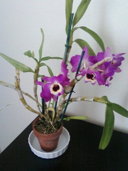 ارکیده دندروبیوم